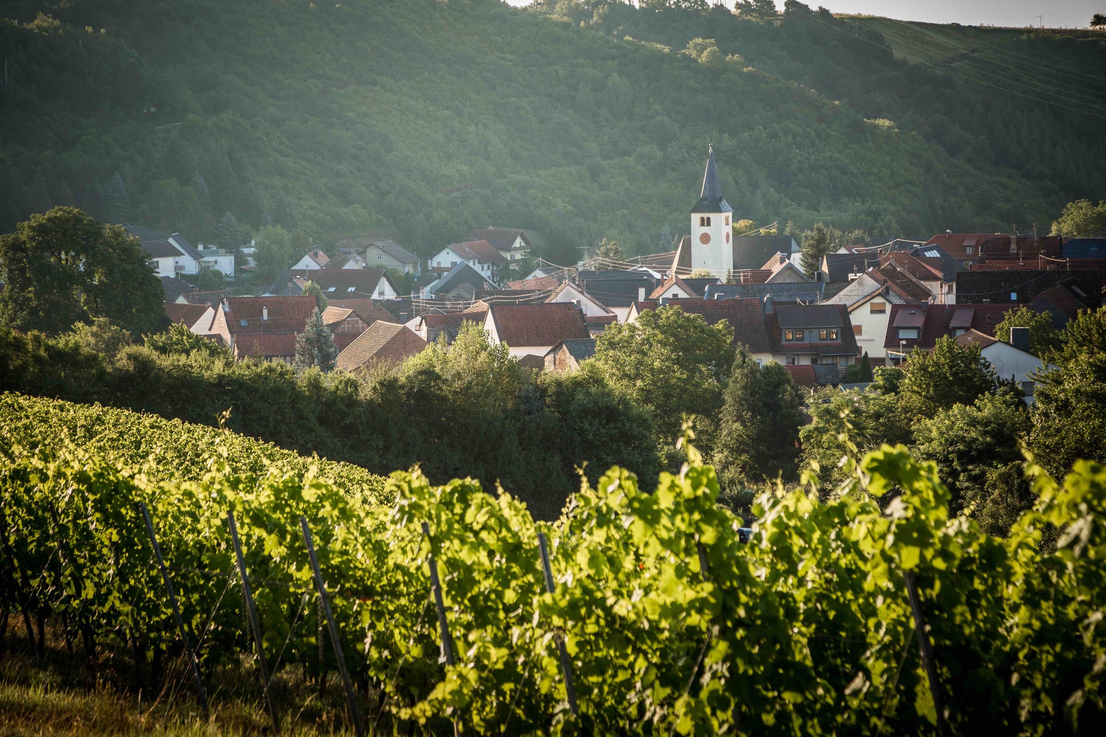 A vineyard with rows of grapevines in the foreground. In the background, there is a village with houses and a church with a tall steeple.