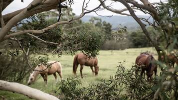 A stable with horses grazing in a field, surrounded by trees and vegetation.