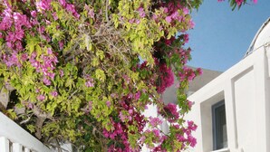 Una calle estrecha con edificios blancos, una puerta azul y flores rosas.