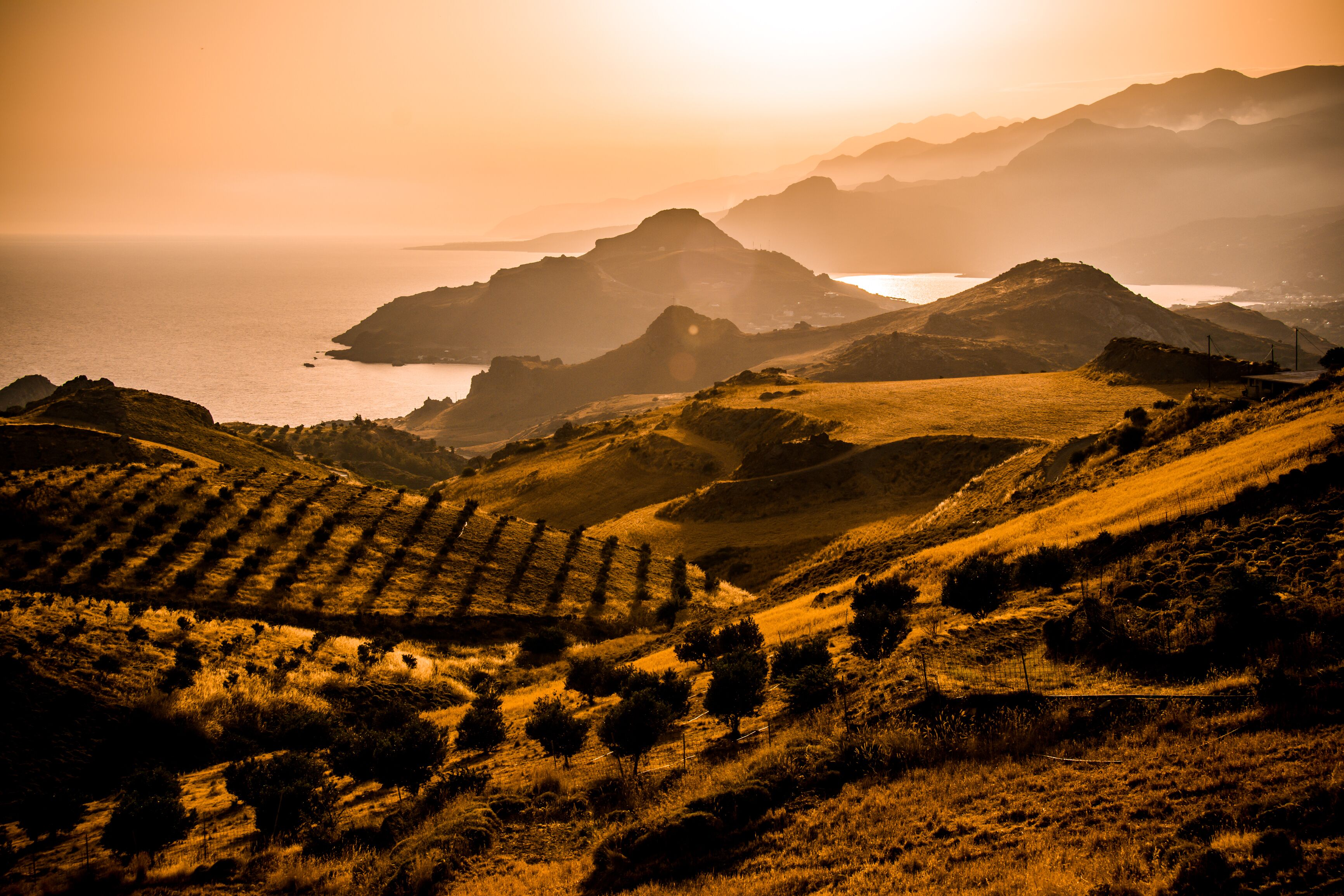 A vineyard with terraced fields and a view of the ocean and mountains in the background.
