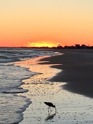 On the beach - Beach Front 3BR/3.5BA Pet Friendly! Private Boardwalk right out your door!! (Eastpoint)