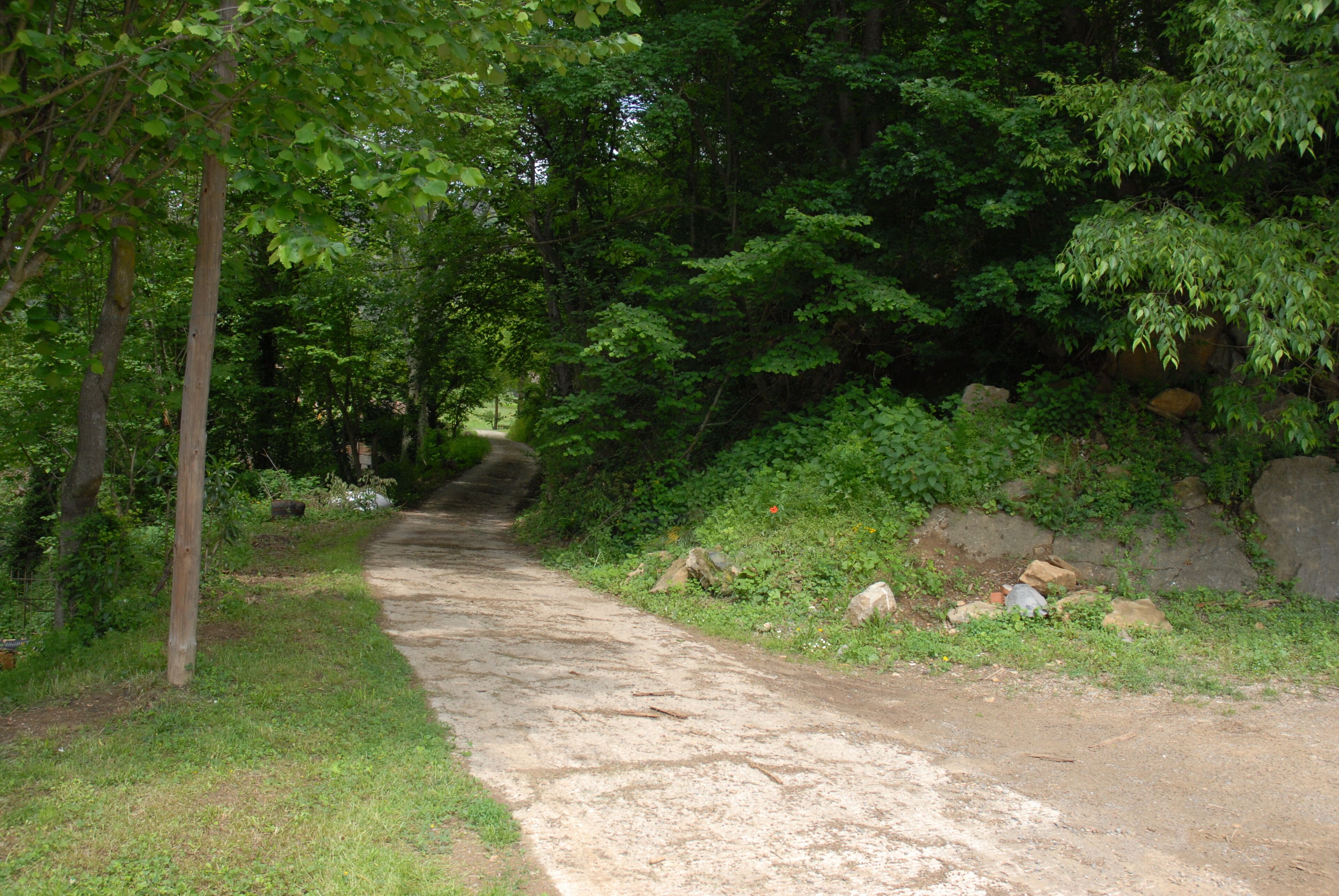 Un sendero de tierra rodeado de abundante vegetación y árboles.