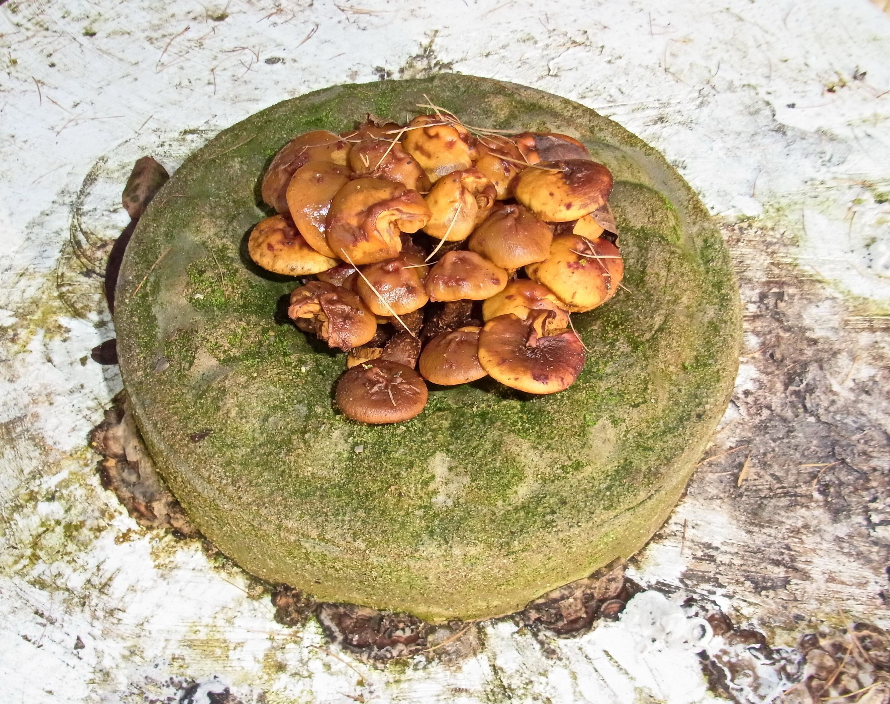 Un montón de hongos sobre una piedra cubierta de musgo.