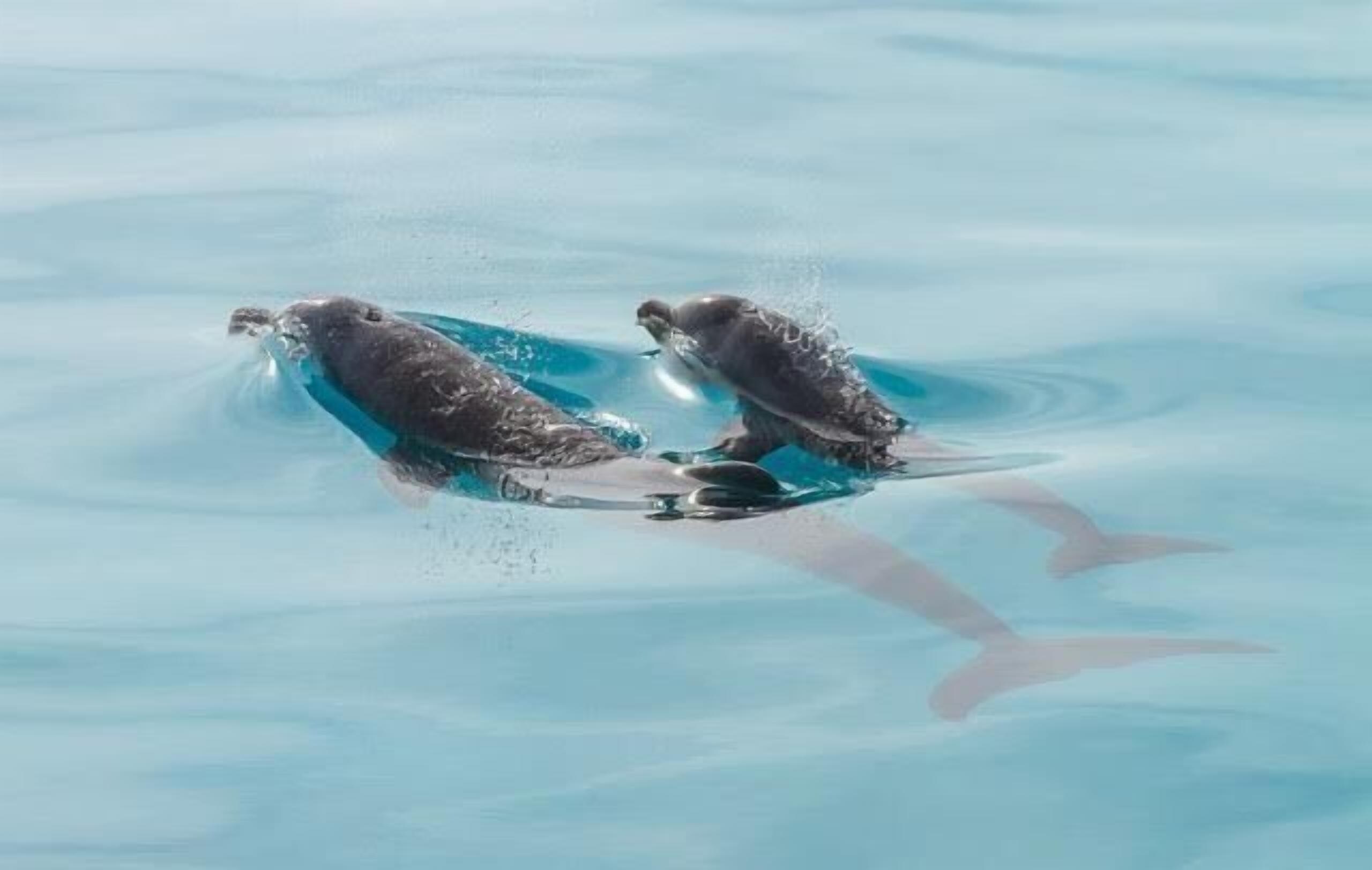 Dois golfinhos nadando em água azul cristalina.