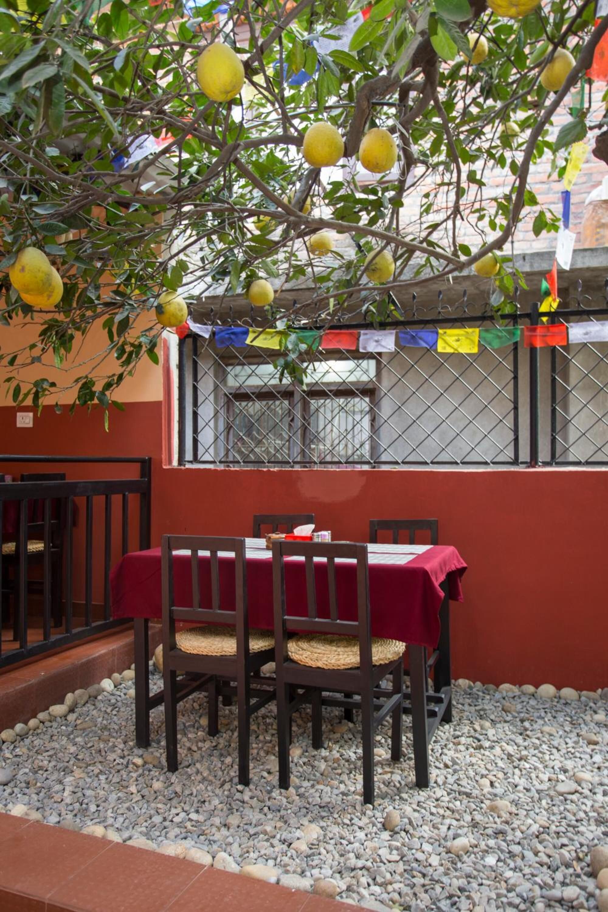 A dining area with a table set for four, surrounded by chairs, under a tree with lemons.