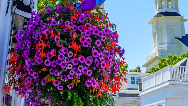 A building with a bell tower, a hanging flower basket, and a rainbow flag. - Steps to Commercial St Walk to Beach! (Provincetown)