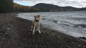 A dog on a pebbly beach with a lake and forested hills in the background. - Idyllic vacation home right by the sea<br> (Docksta)