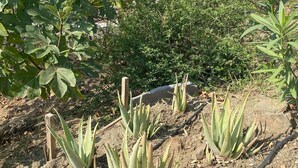 Un jardí amb figueres i plantes d'aloe vera, envoltat d'una varietat d'altres vegetals.