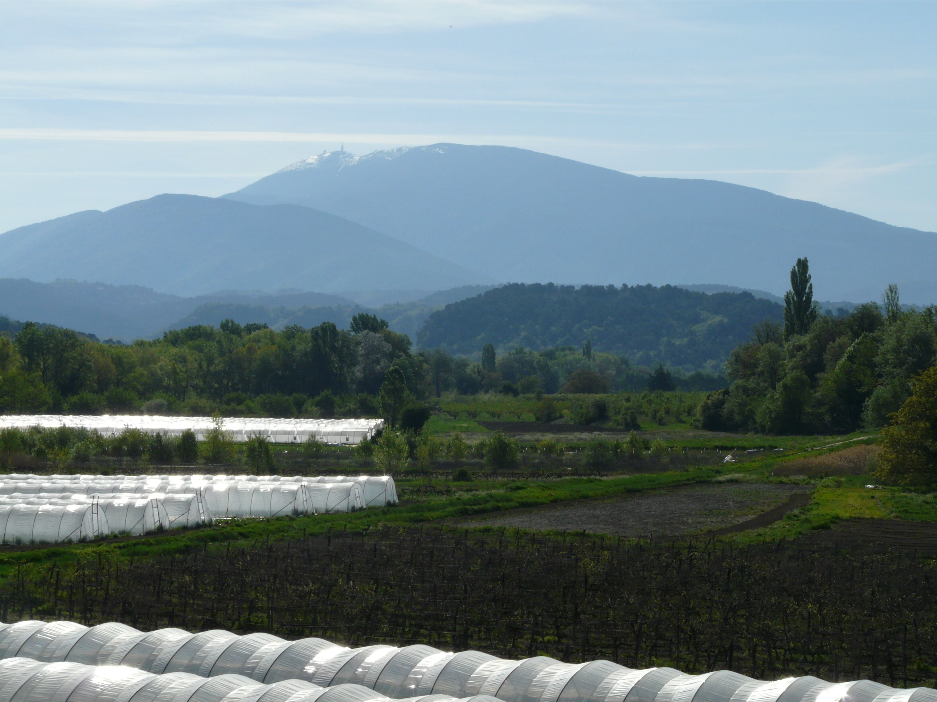 A vineyard with rows of grapevines and a mountain in the background.