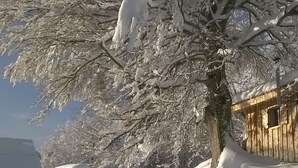 Et sneklædt landskab med et stort træ og en træbygning.