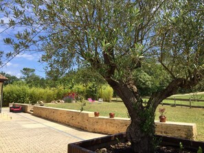 Relax in a serene garden setting surrounded by a mature olive tree and comfortable outdoor seating.