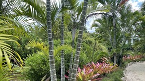 Ein Garten mit hohen Palmen, verschiedenen tropischen Pflanzen und einem Kiesweg.