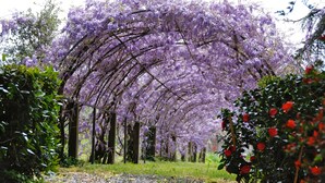 Un jardin agrémenté d’une pergola recouverte de fleurs violettes.