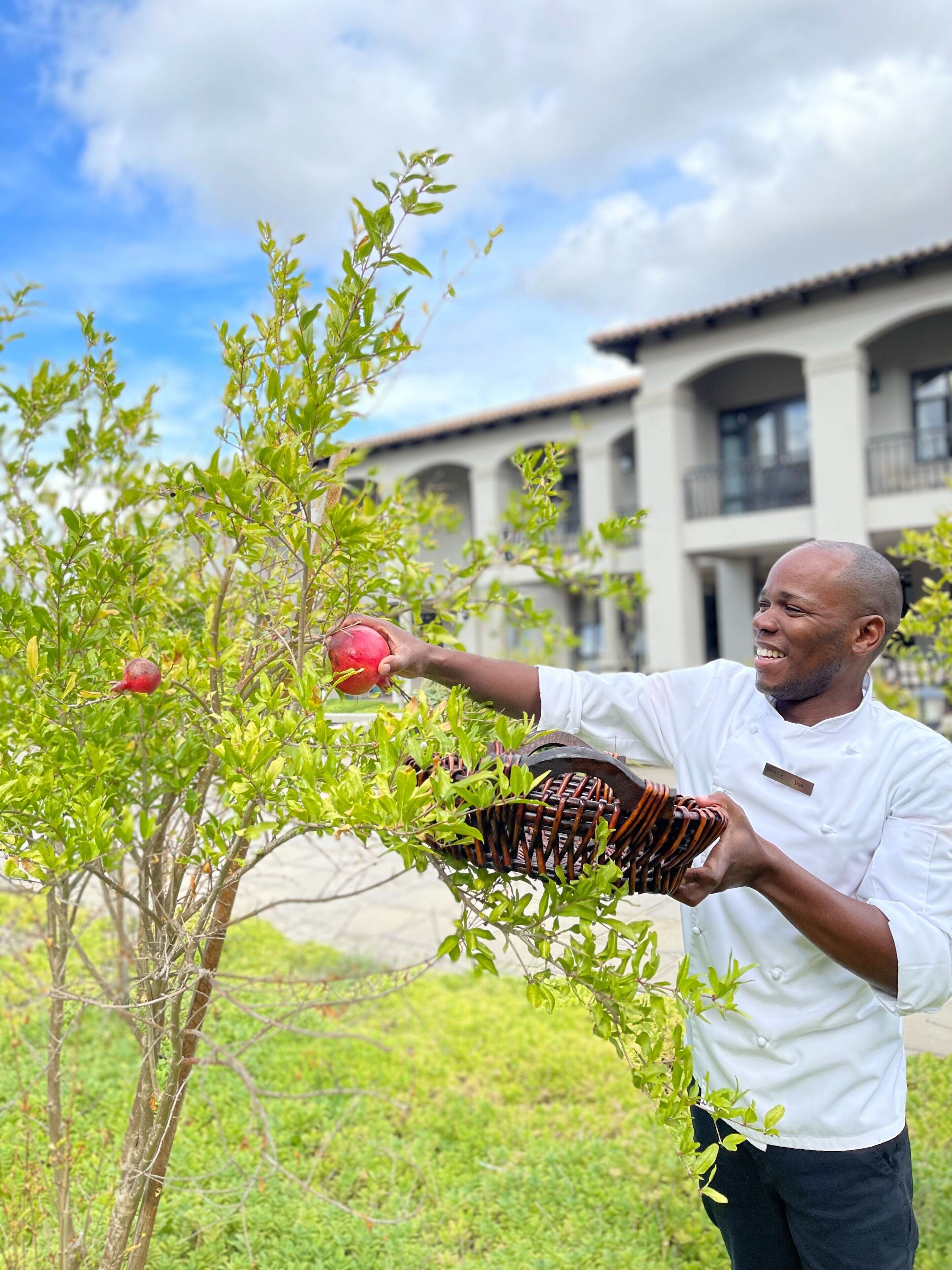 A person harvesting pomegranates from a tree.