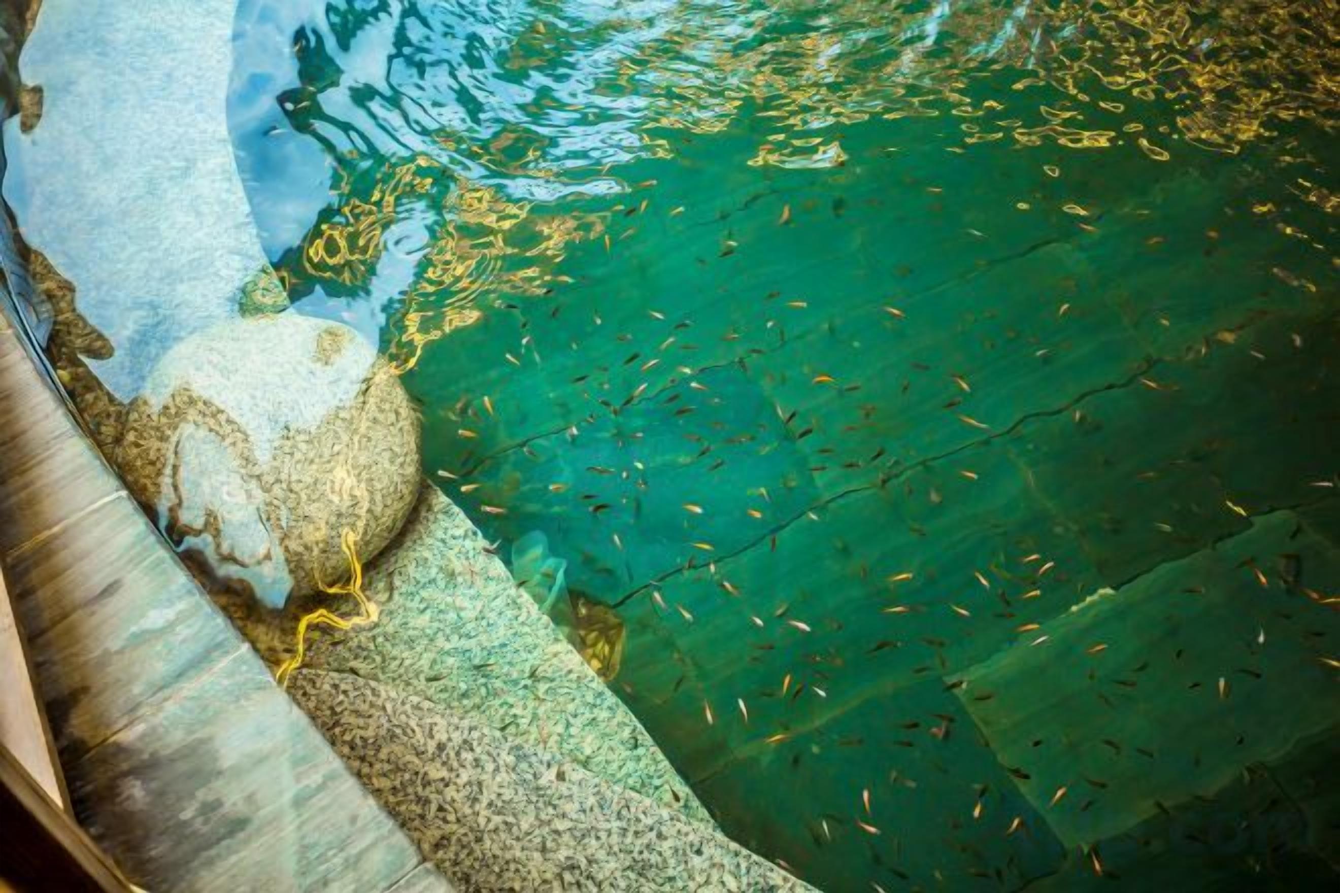 Una piscina cristalina con peces visibles, un borde de piedra y una estructura de madera.