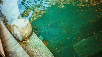 Una piscina cristalina con peces visibles, un borde de piedra y una estructura de madera.