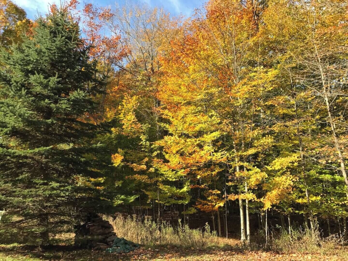 Un bosque con una variedad de árboles, algunos con hojas de colores otoñales.