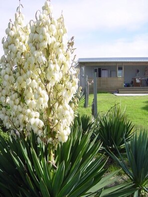 Una casa con un jardín amplio, con plantas blancas en flor y follaje verde.