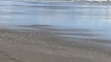 Playa en los alrededores y camastros
