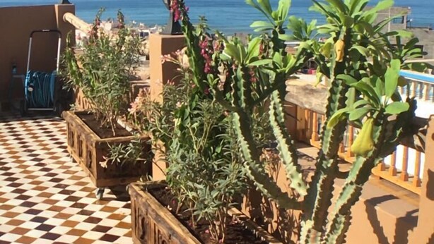 Une terrasse dotée d’un sol à carreaux, de plantes en pot et offrant une vue sur la mer.