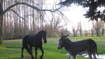 Deux animaux, un cheval et un âne, se trouvent dans un champ herbeux, avec des arbres en arrière-plan.