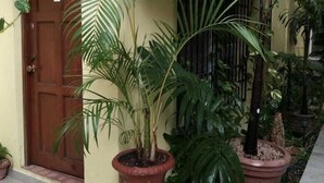 A building with a yellow facade, a brown door, and potted plants. - Cozy Studio for 2 pers. near 5th avenue (Playa del Carmen)