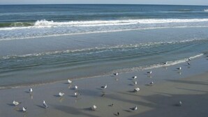 A beach with waves and seagulls. - Resort Community - Waterfront Home Next Door to Disney!  (Kissimmee)