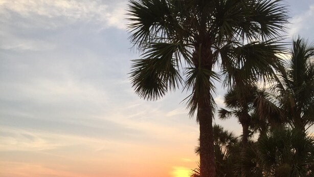 A sunset view with palm trees and a paved walkway. - Beautiful 1800 square foot Mid Century Home  (Venice)