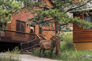 Exterior - Beautifully Furnished, Clean, Cozy Cabin Next to Rocky! Walk to RMNP & YMCA (Estes Park)