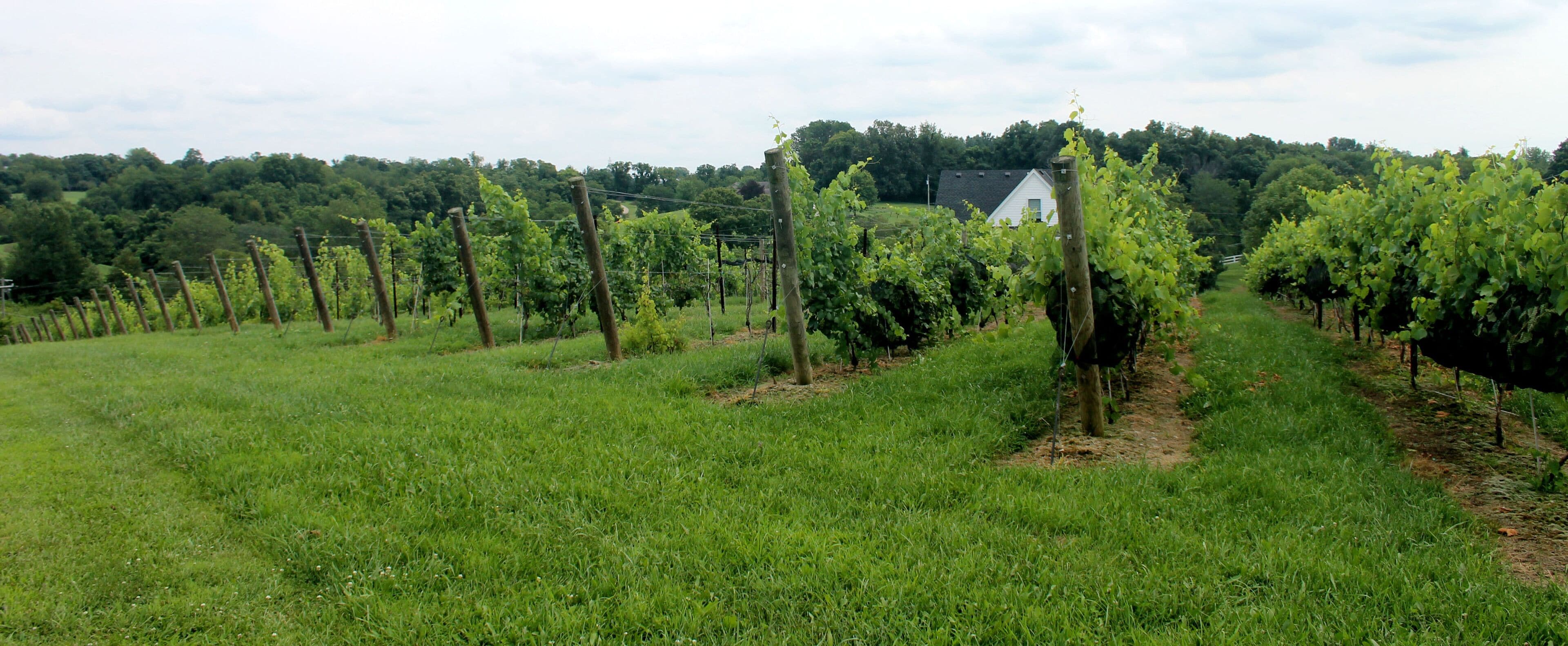 A vineyard with rows of grapevines.
