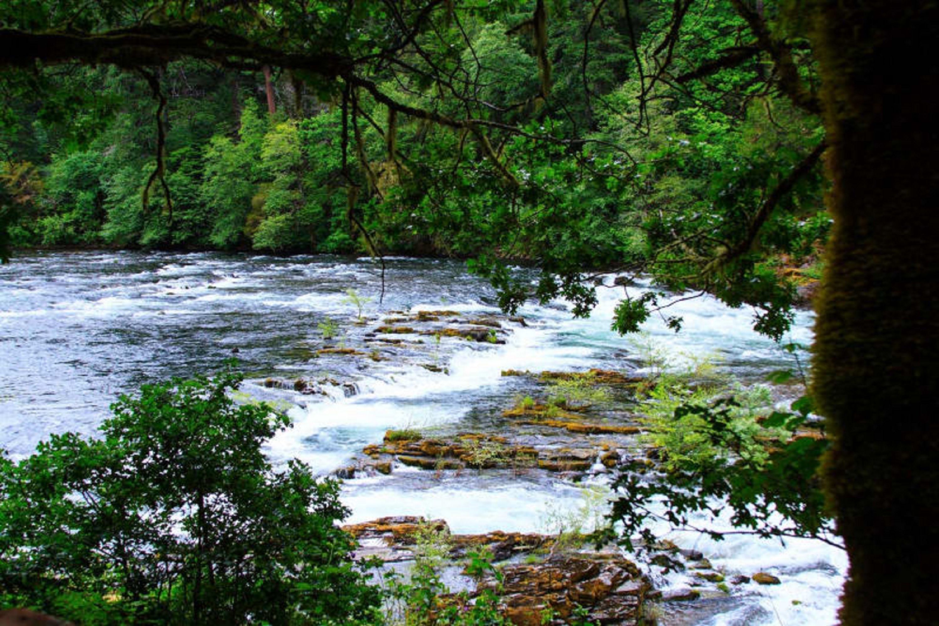A river flowing through a forested area with rocky terrain and dense greenery.