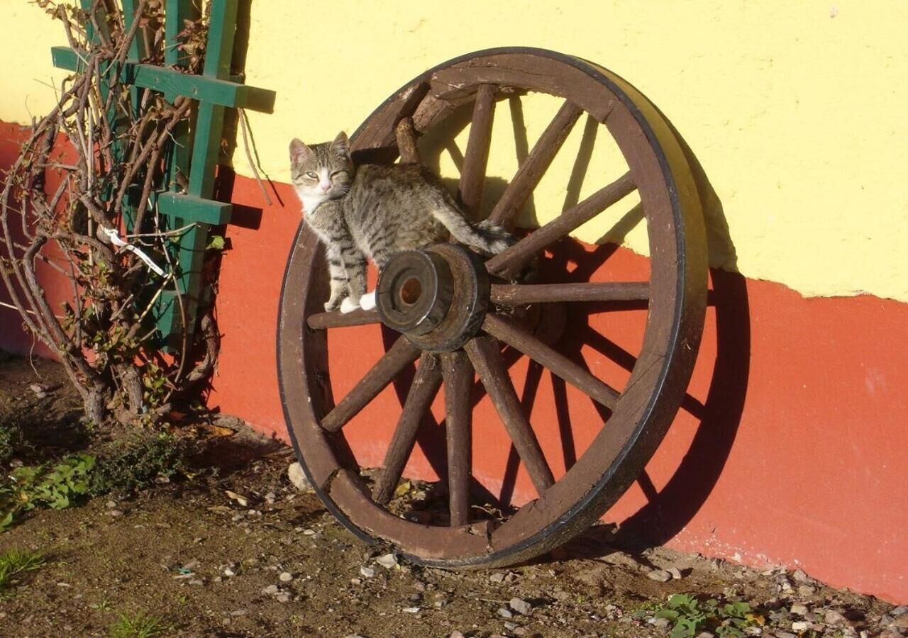A cat sitting on a large, rusty wheel against a yellow wall.