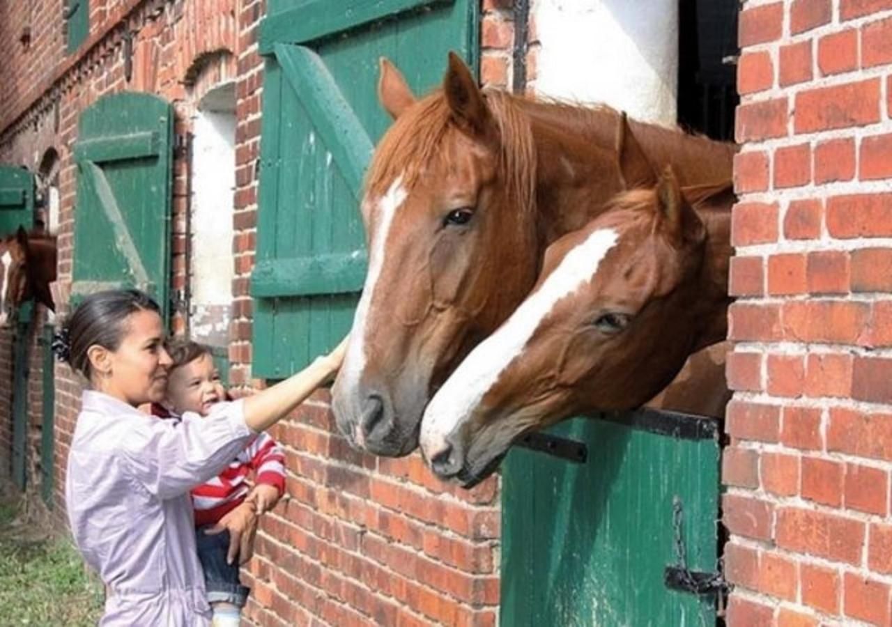 A person petting a horse through a brick wall.