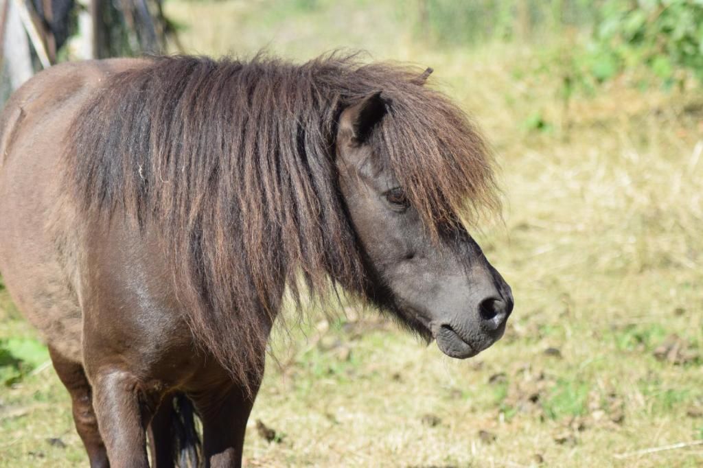 A horse with a dark mane and a brown coat standing in a grassy field.