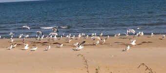 BAITA 5 en madera independiente, en la Residencia Villa Carla, ideal para 4 personas.