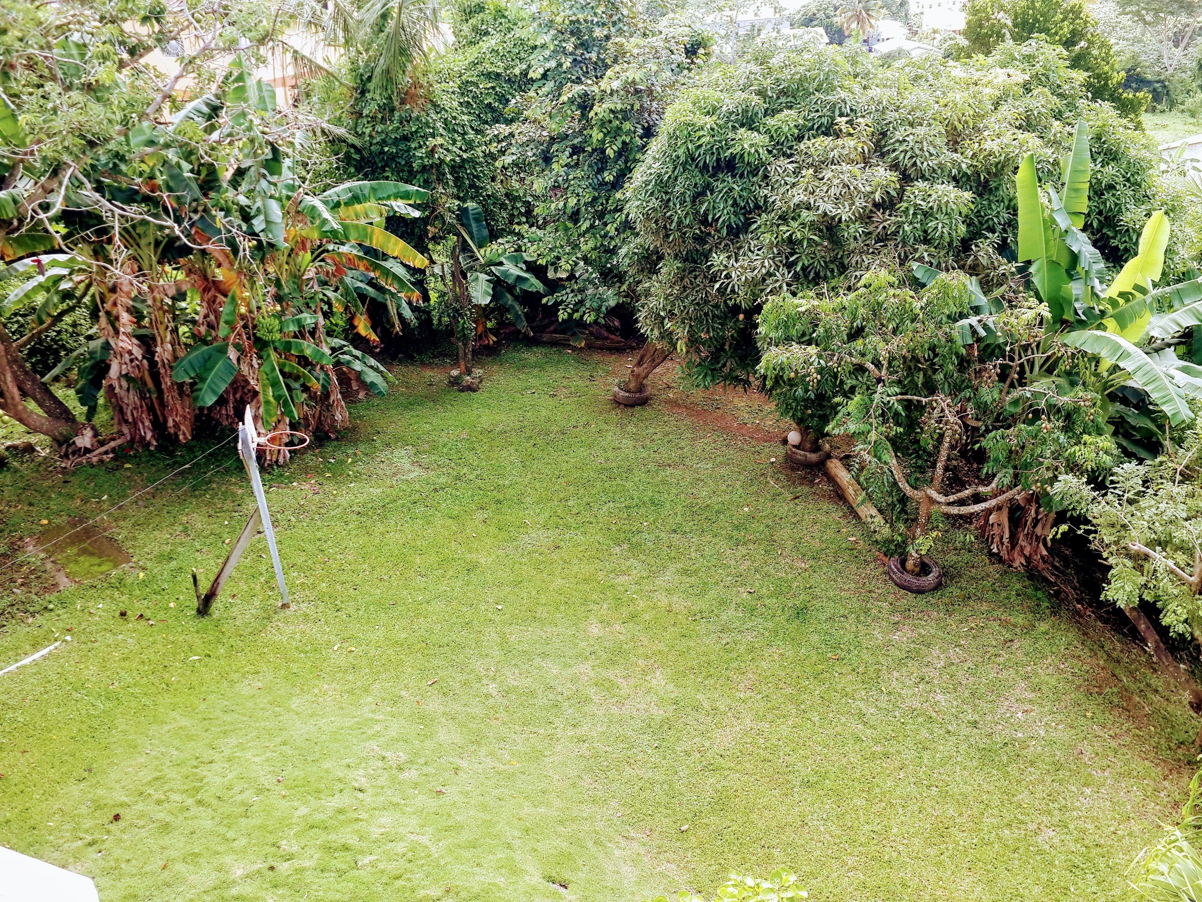 Un jardín exuberante con diversas plantas y un pequeño árbol en una jardinera de neumático.