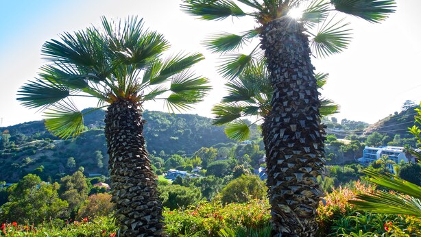 Two palm trees with a view of a hilly landscape and buildings in the background.