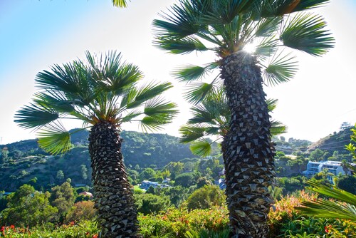 Pysy tähtien keskellä Hollywoodin kukkuloiden paratiisissa