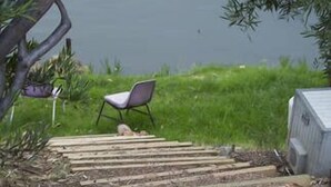 A set of wooden steps leading to a grassy area with a chair and a small shed. - Foxy Lodge - Lakeside getaway (Nagambie)