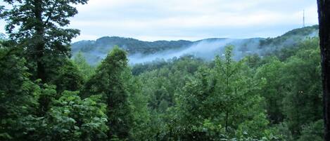 Un bosque denso con una montaña al fondo.