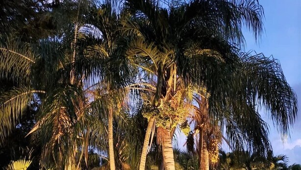 A well-lit garden with palm trees and various plants, a stone building with a driveway, and a clear sky. - Pet Friendly Tropical Studio with Private Kitchen and Bath (Oakland Park)