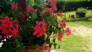A potted plant with red flowers on a balcony. - House / Villa - Rovinj (Rovinj)