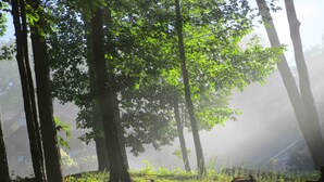 Metsä, jossa on korkeita puita ja auringonvalo siivilöityy lehtien läpi.