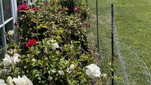 Un bâtiment doté de grandes fenêtres et d’un jardin où poussent des rosiers.