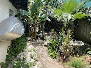 Stroll through lush gardens surrounded by banana plants and tropical foliage, with a pathway leading to a serene retreat.