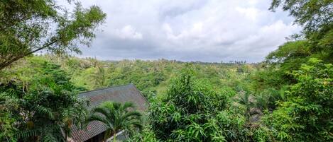 A lush green landscape with a house surrounded by dense vegetation.