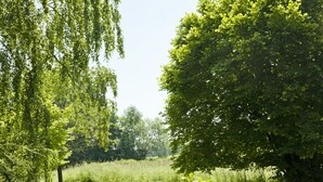 A serene outdoor area with a small bridge over a stream, surrounded by lush greenery and a large tree. - Appartementhof Aichmühle (Bad Fuessing)