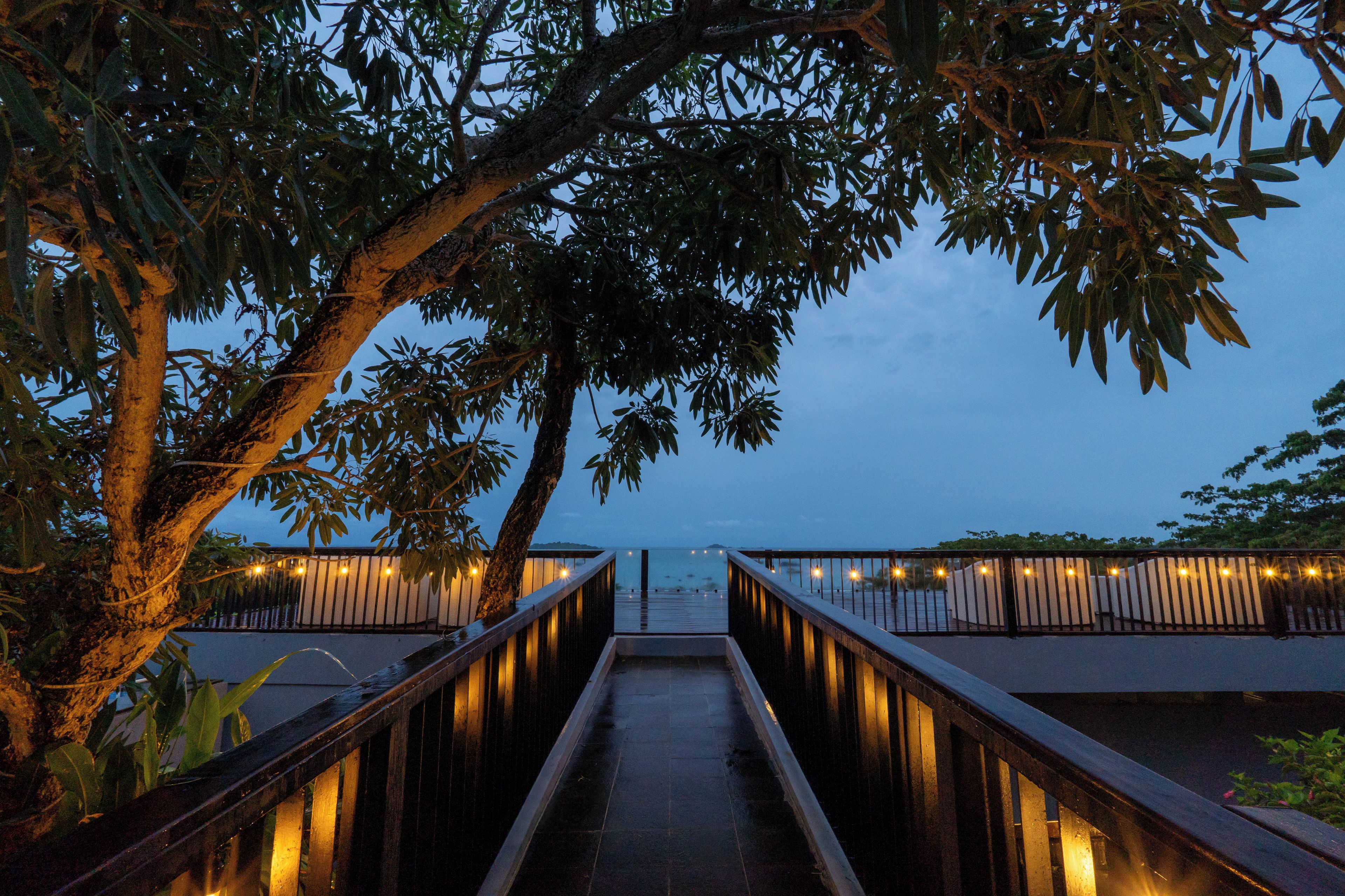 A pathway leading to a body of water, flanked by trees and illuminated by string lights.