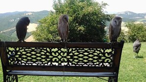 Three owls perched on a bench with a scenic view of hills and trees in the background. - Girfalco - Country House - Bed&Breakfast (Urbino)