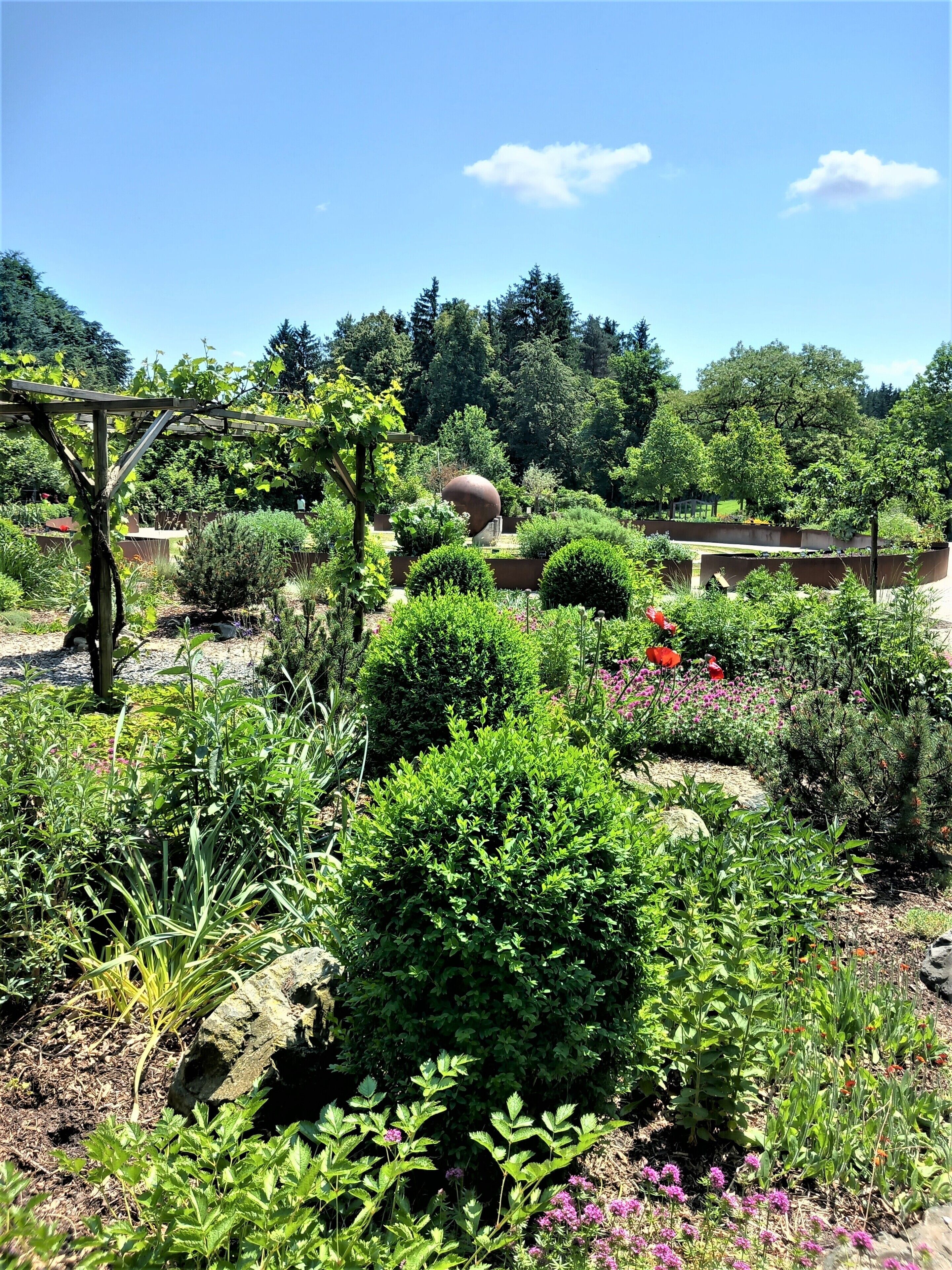 A garden with various plants and a pergola structure.